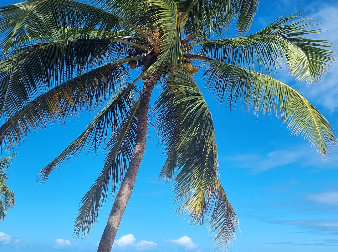 TOUR ALAGOAS-Maceio必去景点