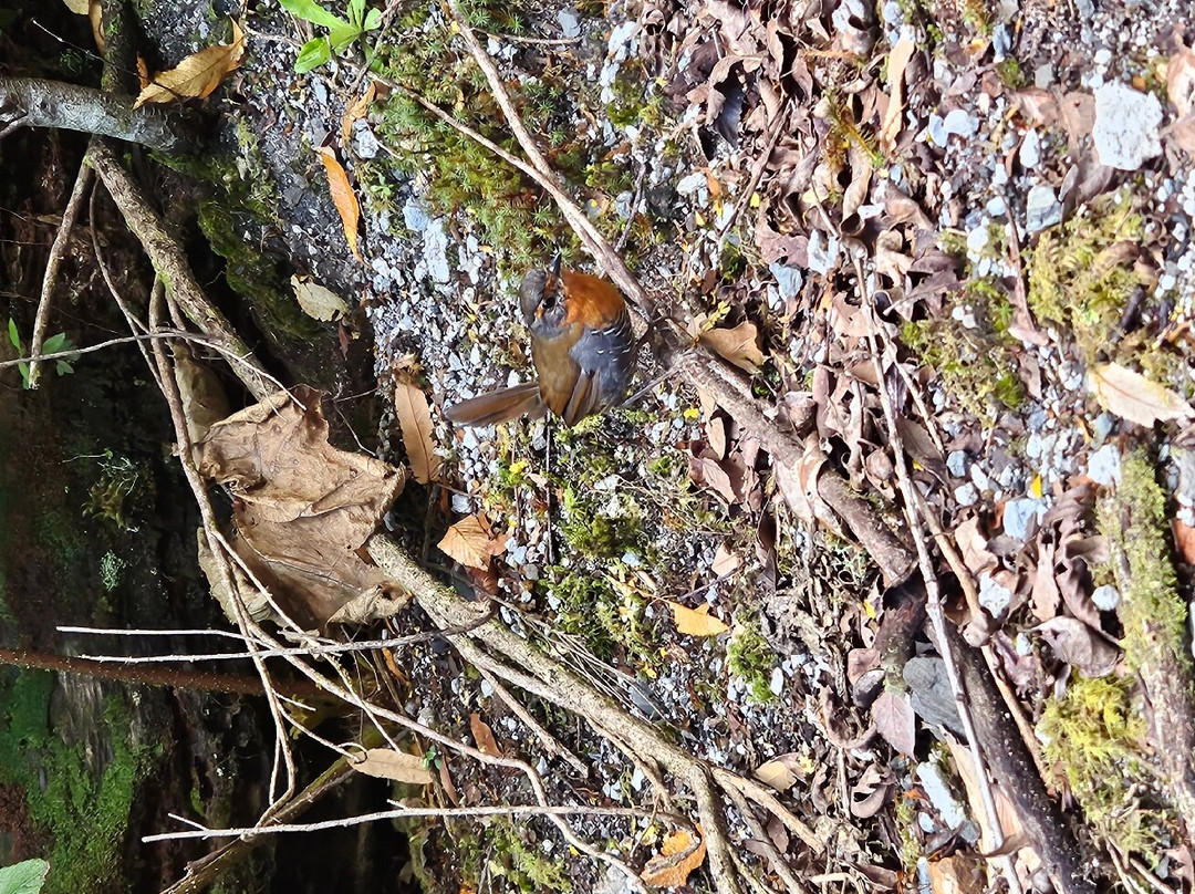Volcan Chaiten-Chaiten必去景点