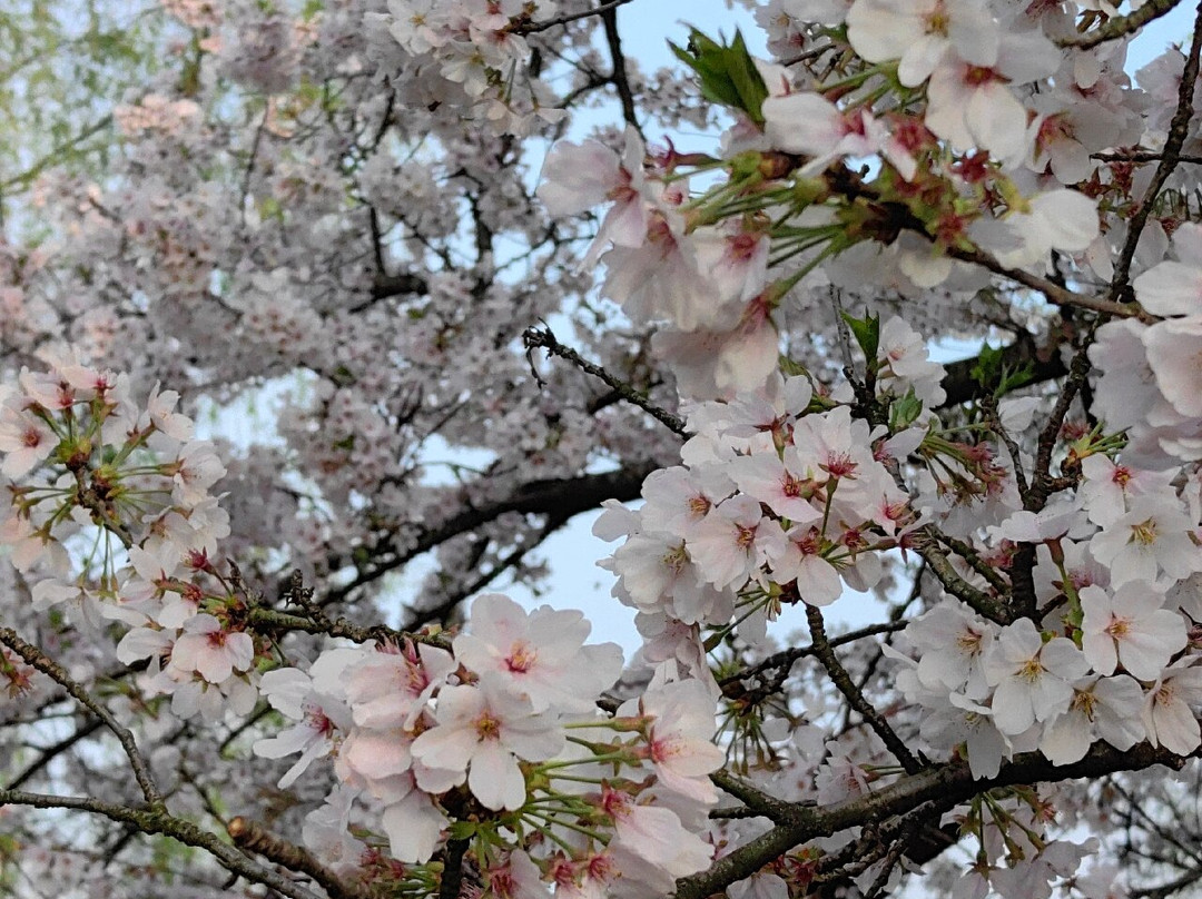 杨公堤-杭州市必去景点