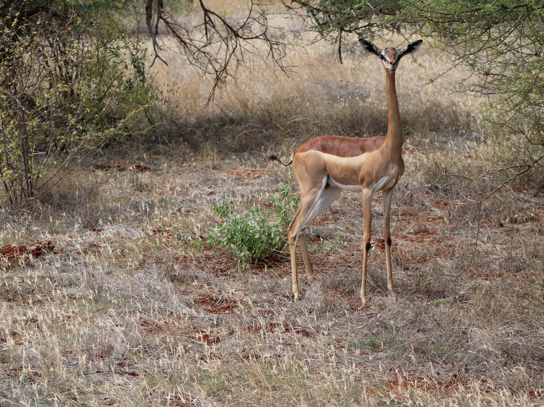 Jimmy Holiday Wildlife景点图片