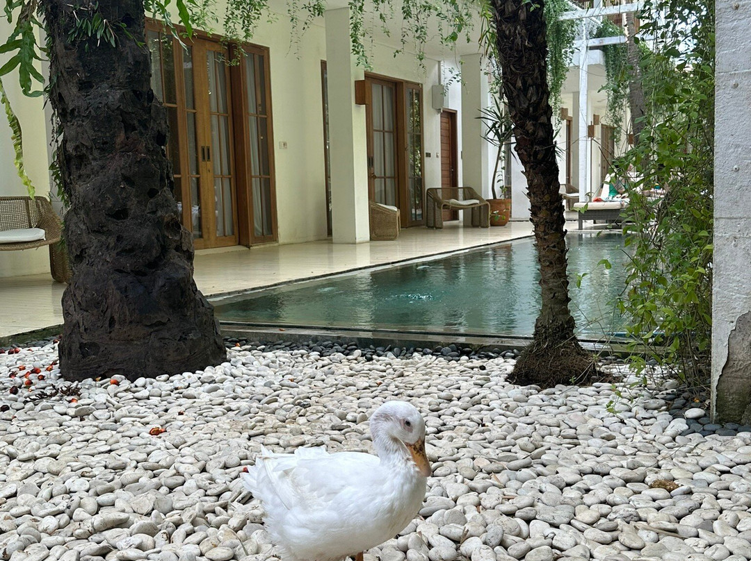 White Goose Boutique Hotel主图