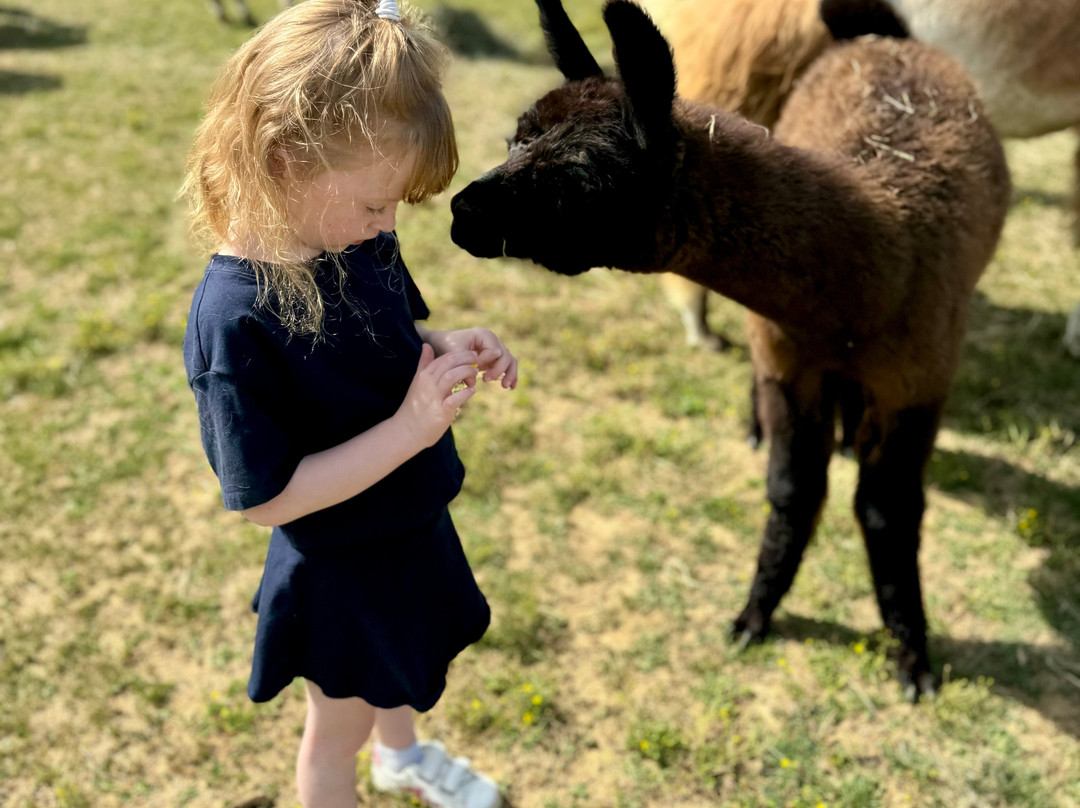 Spooky Nook Farm Llama’s & Alpacas景点图片
