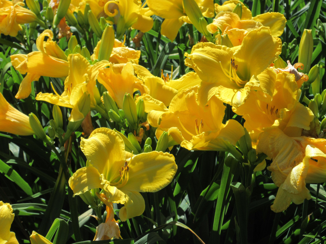 Oshawa Valley Botanical Gardens-奥沙瓦必去景点