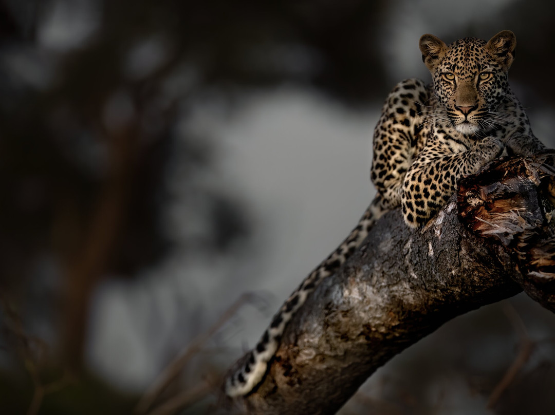 Kruger Safari Collection