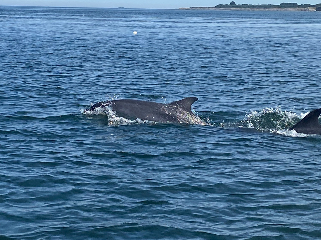 Dolphin Trips Avoch景点图片