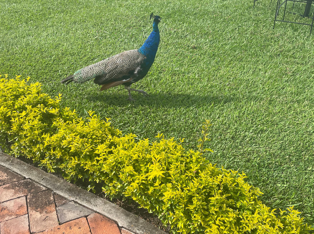 Hotel Campestre Cafe Cafe主图