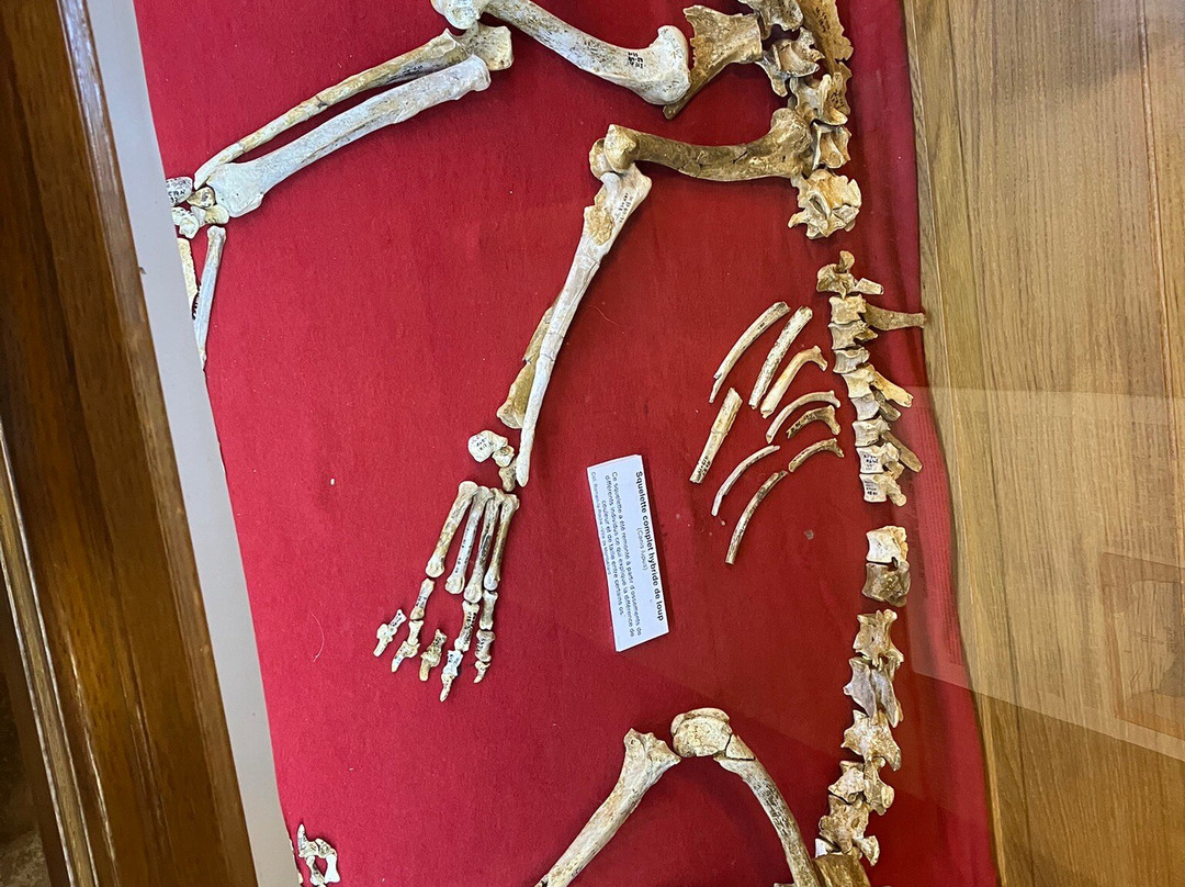 Musée de Paléontologie Géologie et des Minéraux景点图片