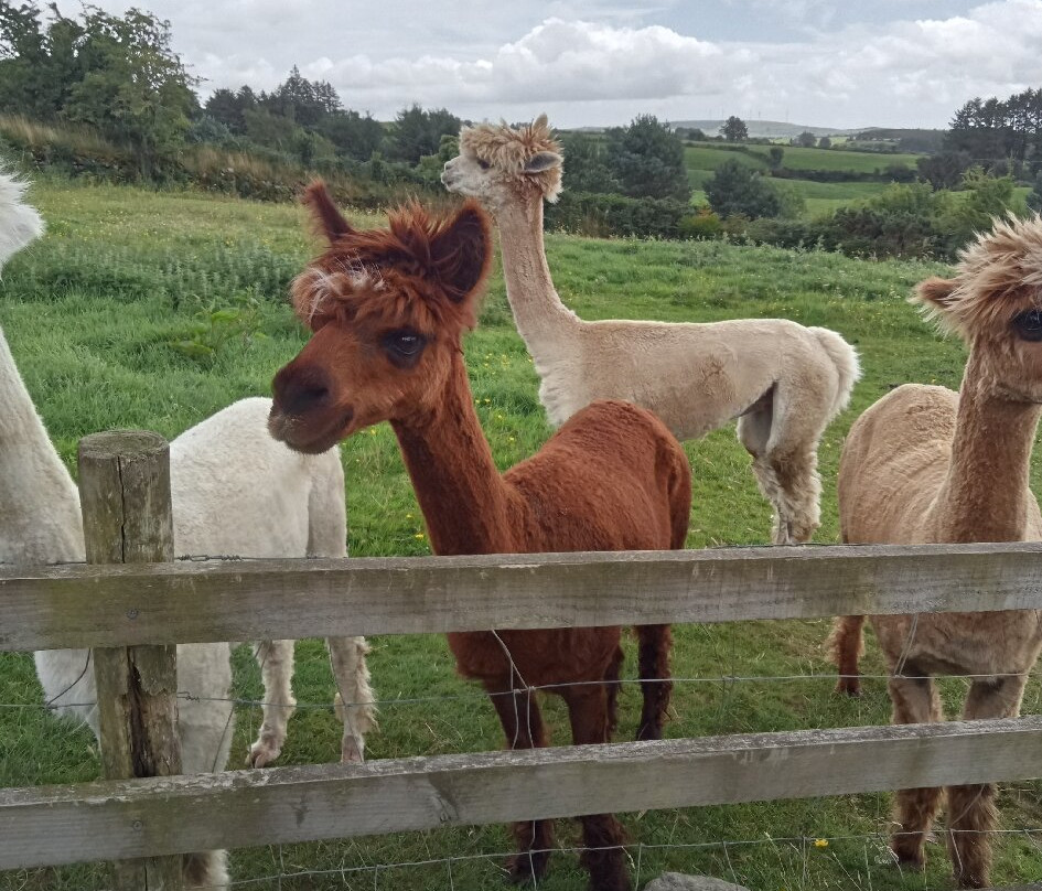 Waterfall Alpaca Farm景点图片