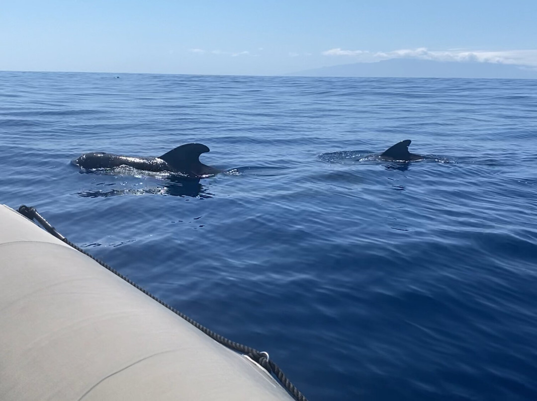 Whale Watch Tenerife-奥德杰海岸必去景点