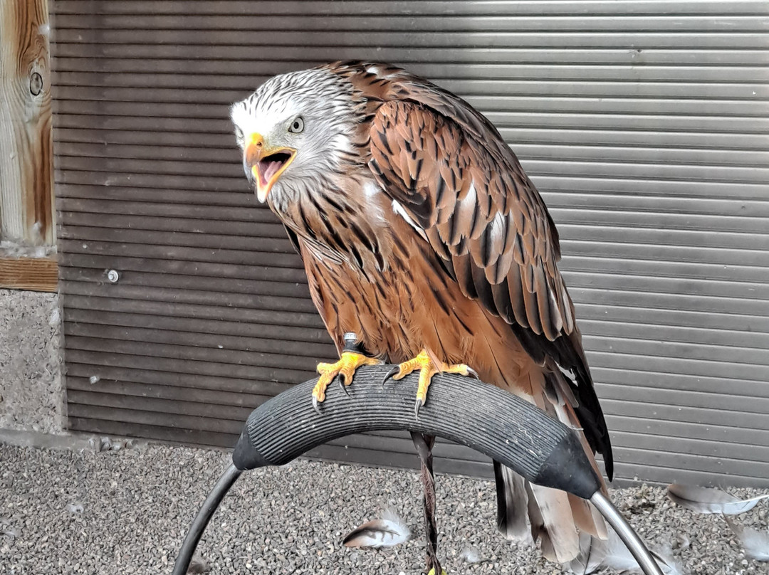 Huntly Falconry-Huntly必去景点