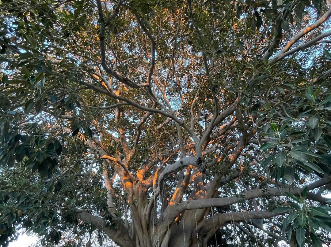 Azienda Agricola Pupillo-锡拉库扎必去景点