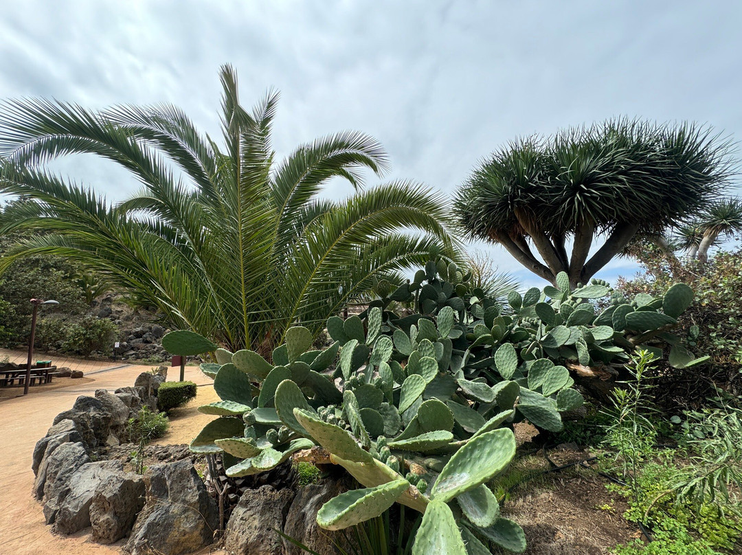 Parque Natural El Montillo-圣克鲁斯-德特内里费必去景点