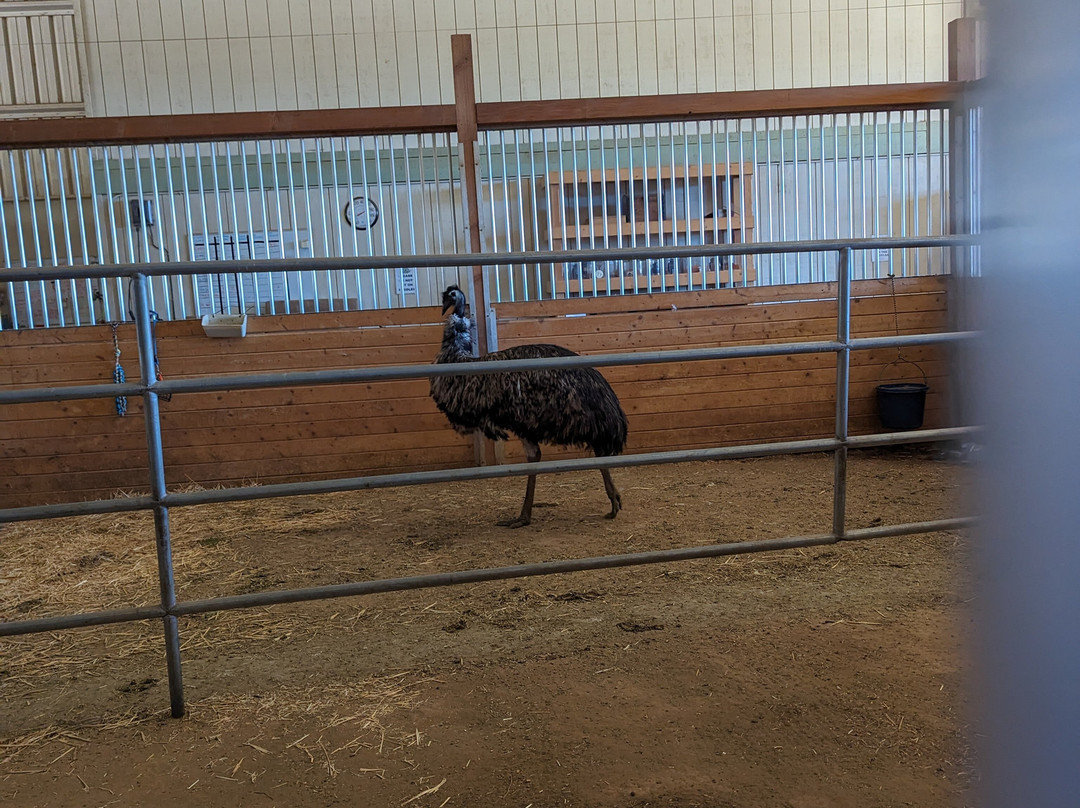 Alpine Acres Sanctuary Farm-Alpine必去景点