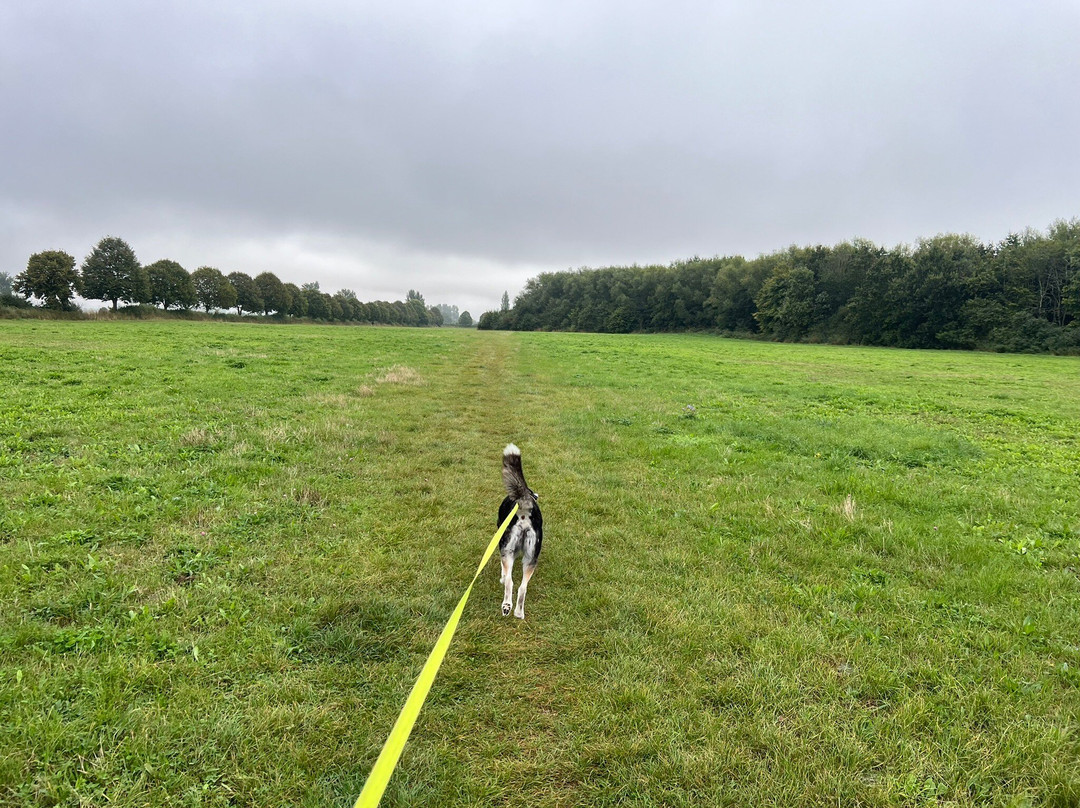 Little Wittenham Nature Reserve-Little Wittenham必去景点