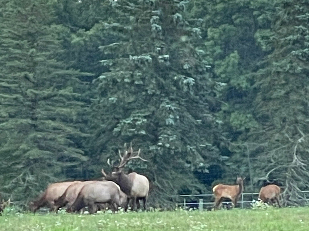 Elk Country Visitor Center景点图片
