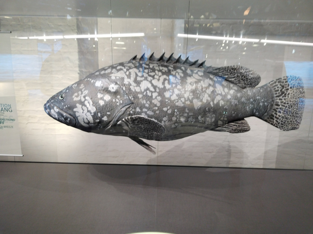 Meeresmuseum-施特拉尔松德必去景点