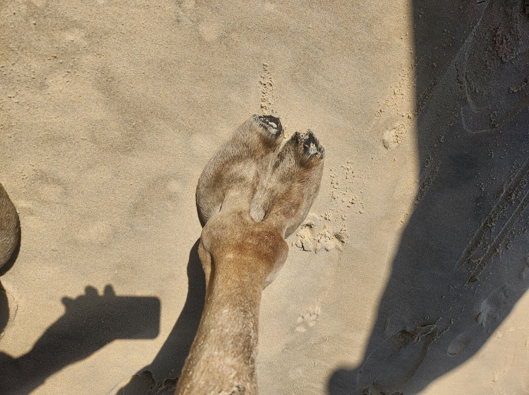 Port Macquarie Camel Safari's-麦克夸利港必去景点