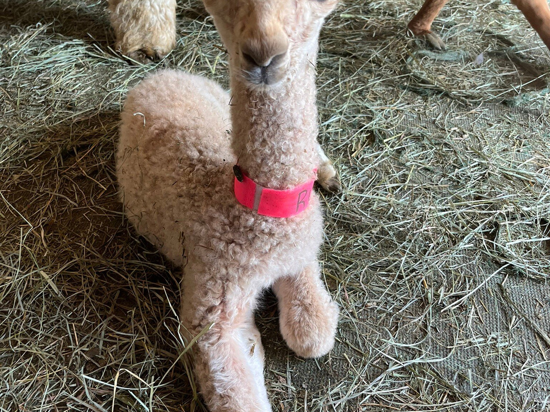 Flying Iron Ranch Alpacas景点图片