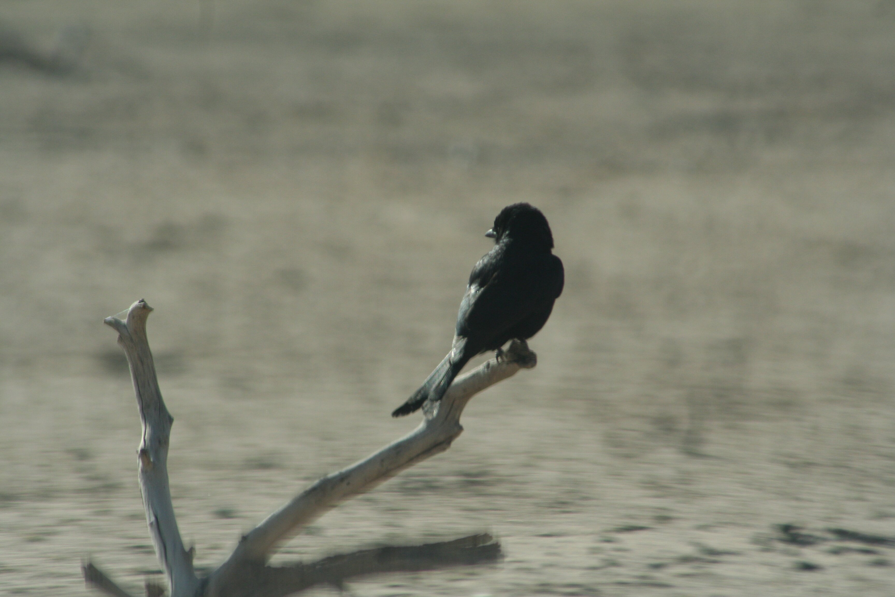 Mata-Mata Rest Camp-官方