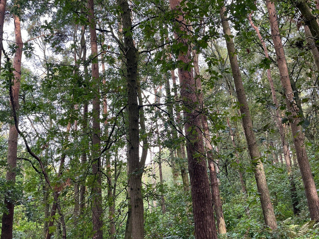 Mere Sands Wood Nature Reserve景点图片
