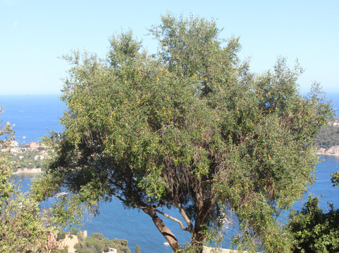 Fort Mont-Alban-尼斯必去景点