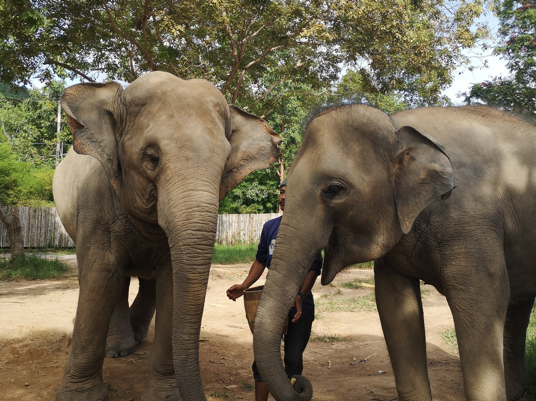 Samui Elephant Kingdom-利巴诺伊必去景点