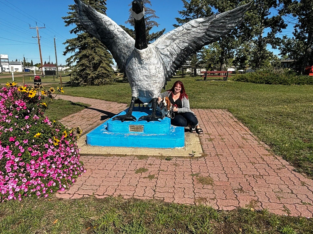 Largest Canadian Goose 1 Hanna景点图片