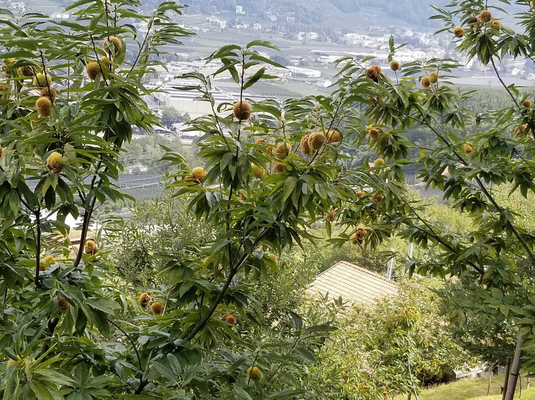Marlinger Waalweg景点图片