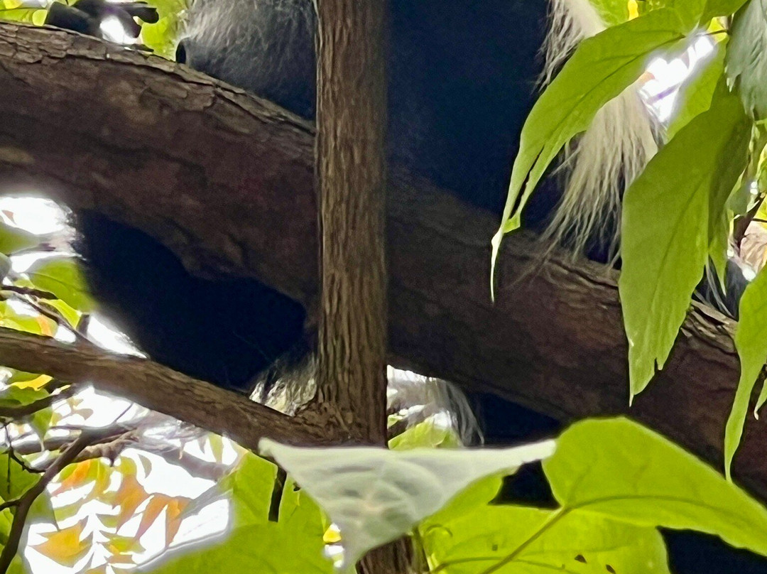 Colobus Conservation-迪亚尼必去景点