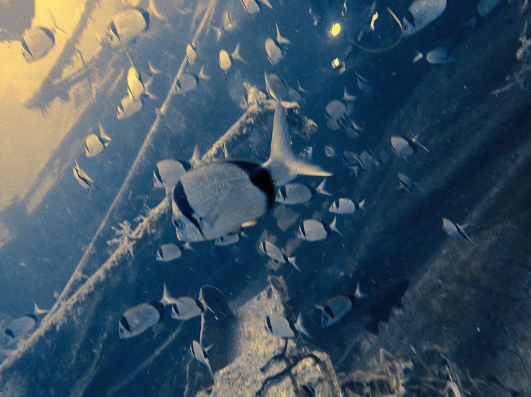 Crest Dive Centre-利马索尔必去景点