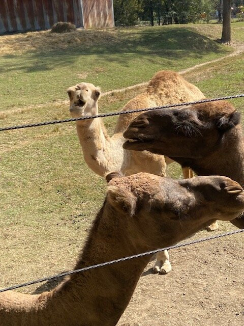 Pettit Creek Farms-Cartersville必去景点