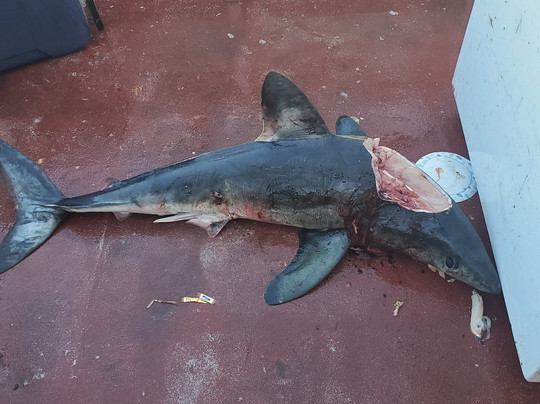 Yankee Fleet - Day Trips-格洛斯特必去景点