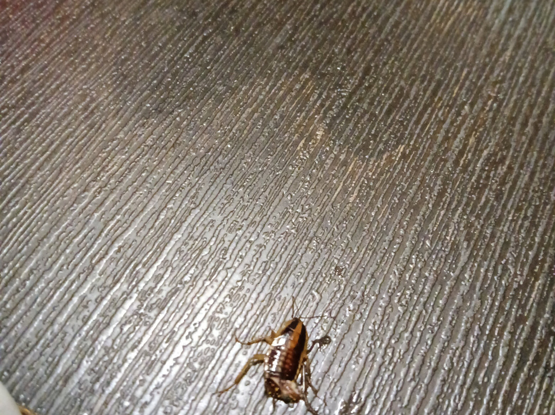 洛克威力拉马达酒店主图