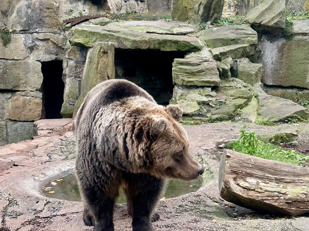 Kaliningrad Zoopark景点图片