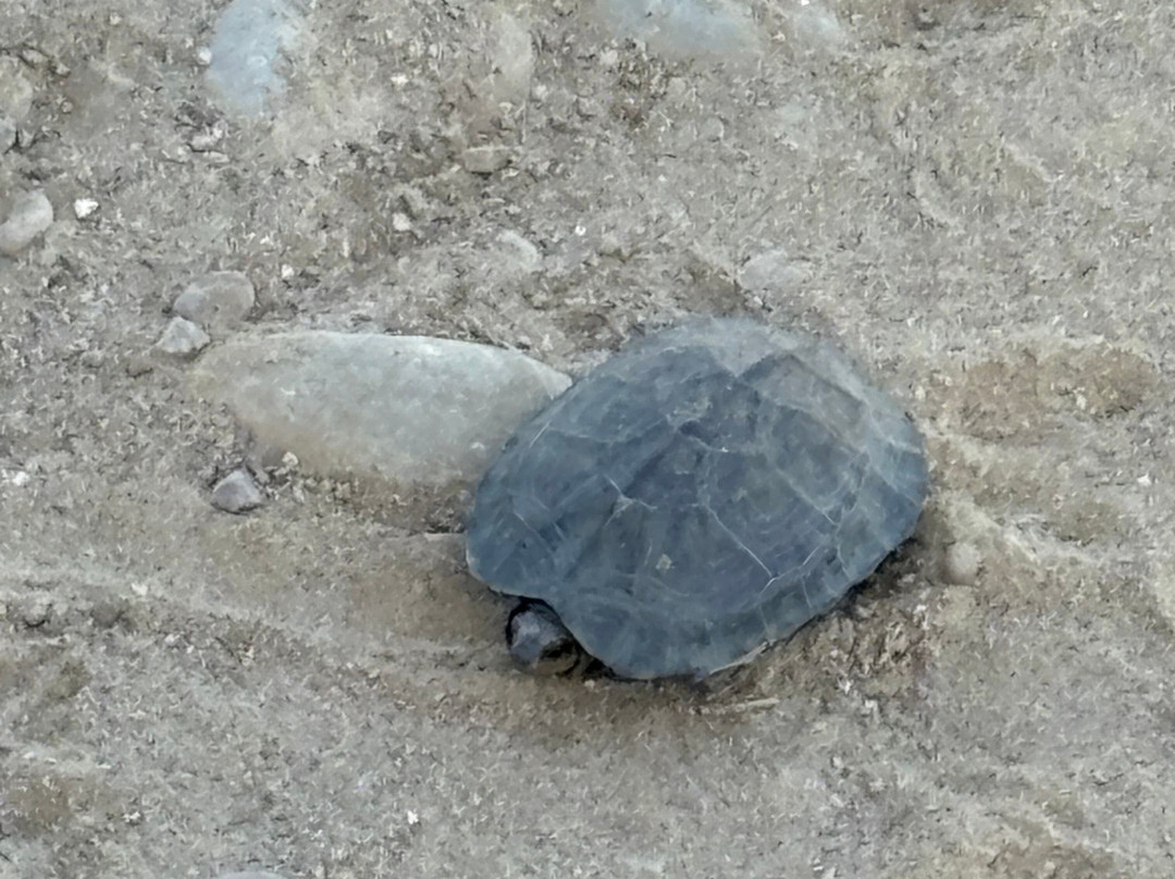 Jim Corbett Tiger Reserve