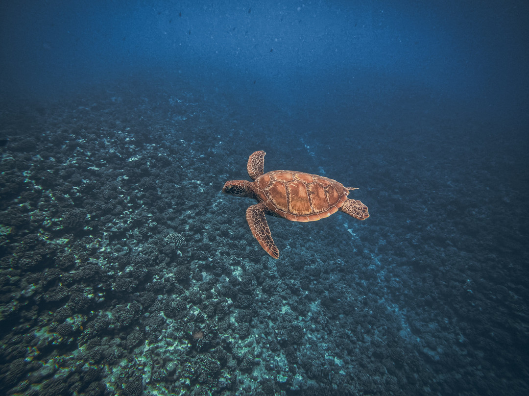 Ninamu oceanic tour景点图片