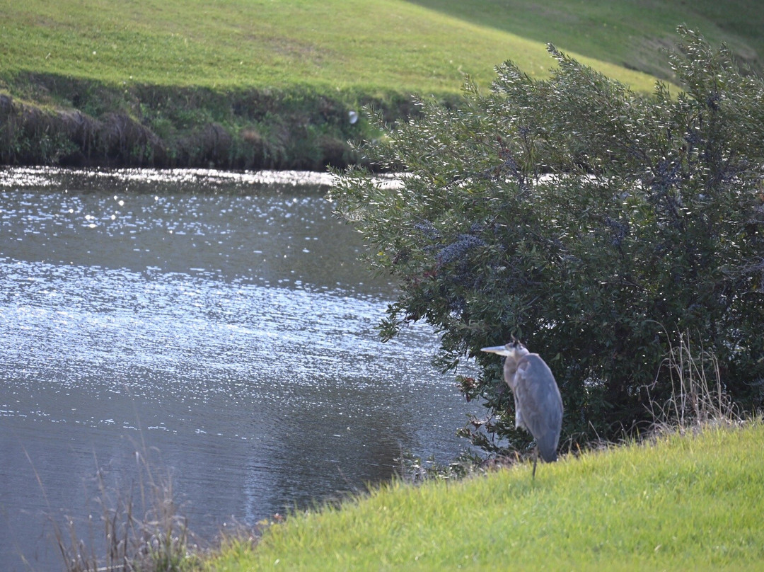 PineHills & Palmetto at Myrtlewood Golf Club-美特尔海滩必去景点