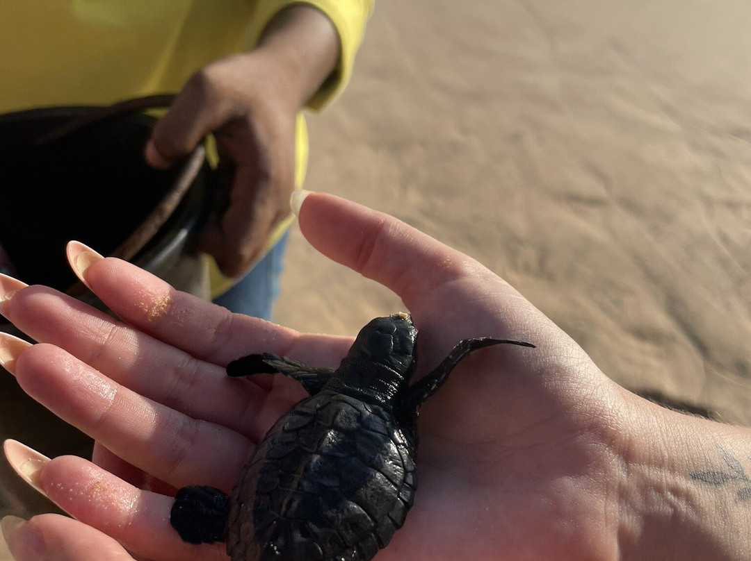 Sea Turtle Conservation Project (Koggala)景点图片