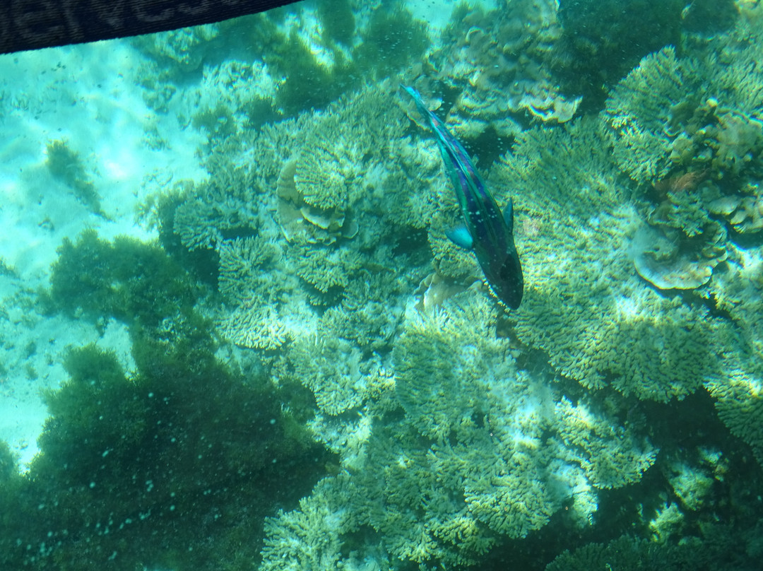 Christian's Glass Bottom Boat Tour景点图片