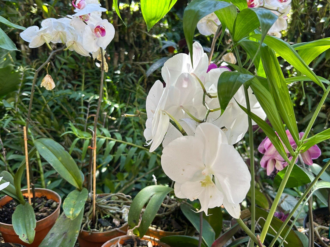 Museo De La Orquídea景点图片