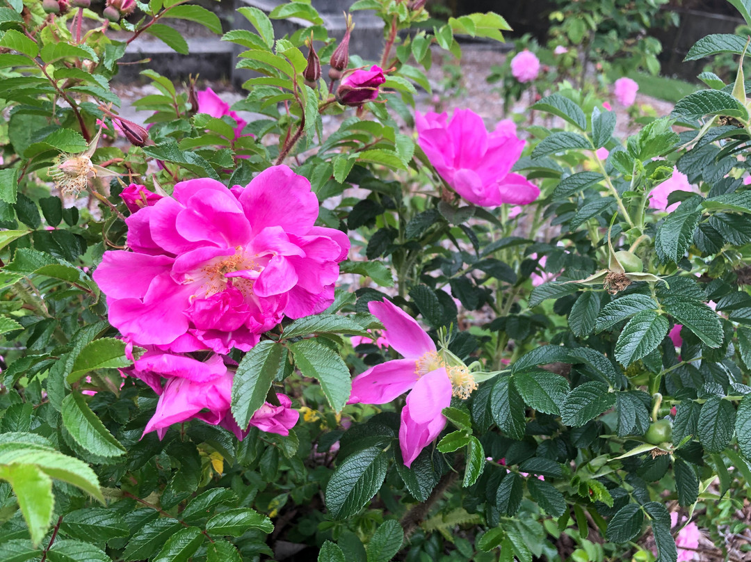 Northern Cemetery-但尼丁必去景点