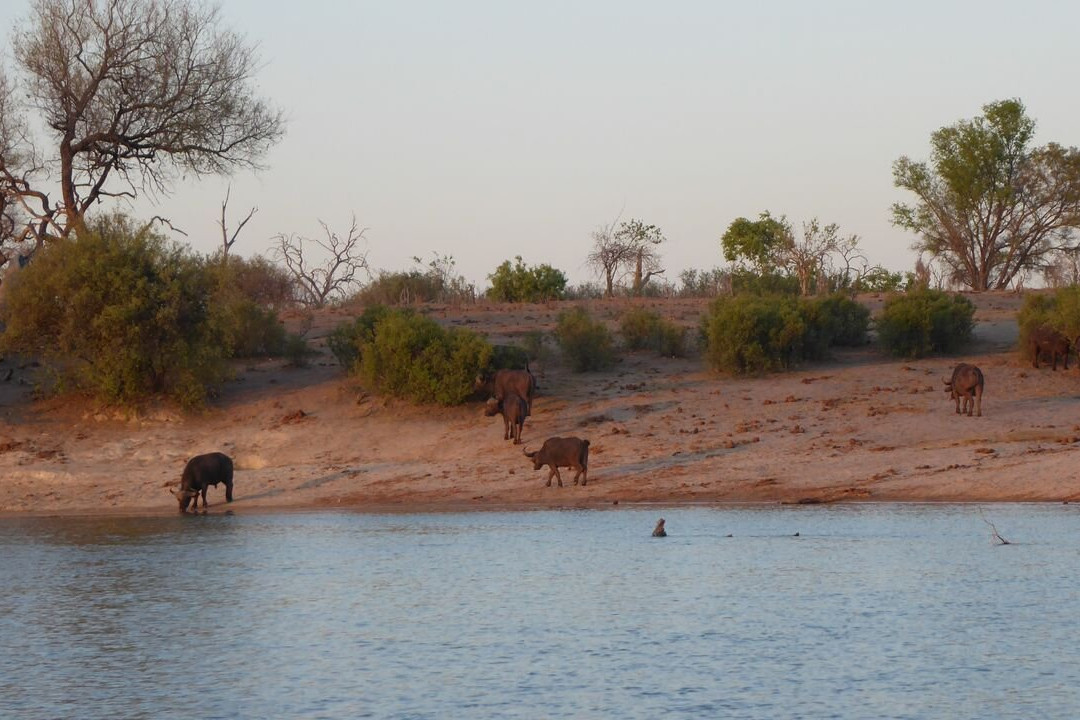 Buffalo Core Area-Bwabwata National Park必去景点