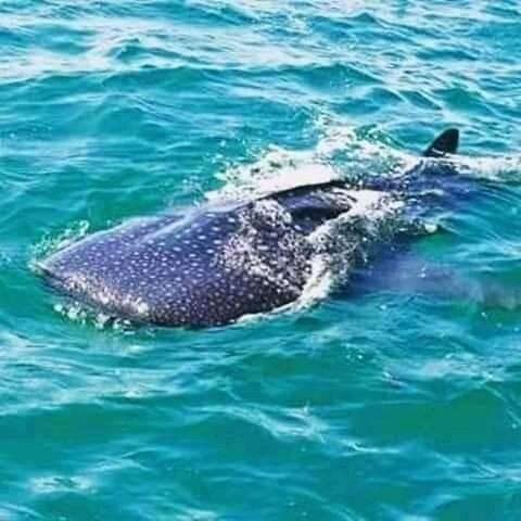 South Mafia Island Whale Shark Safari景点图片