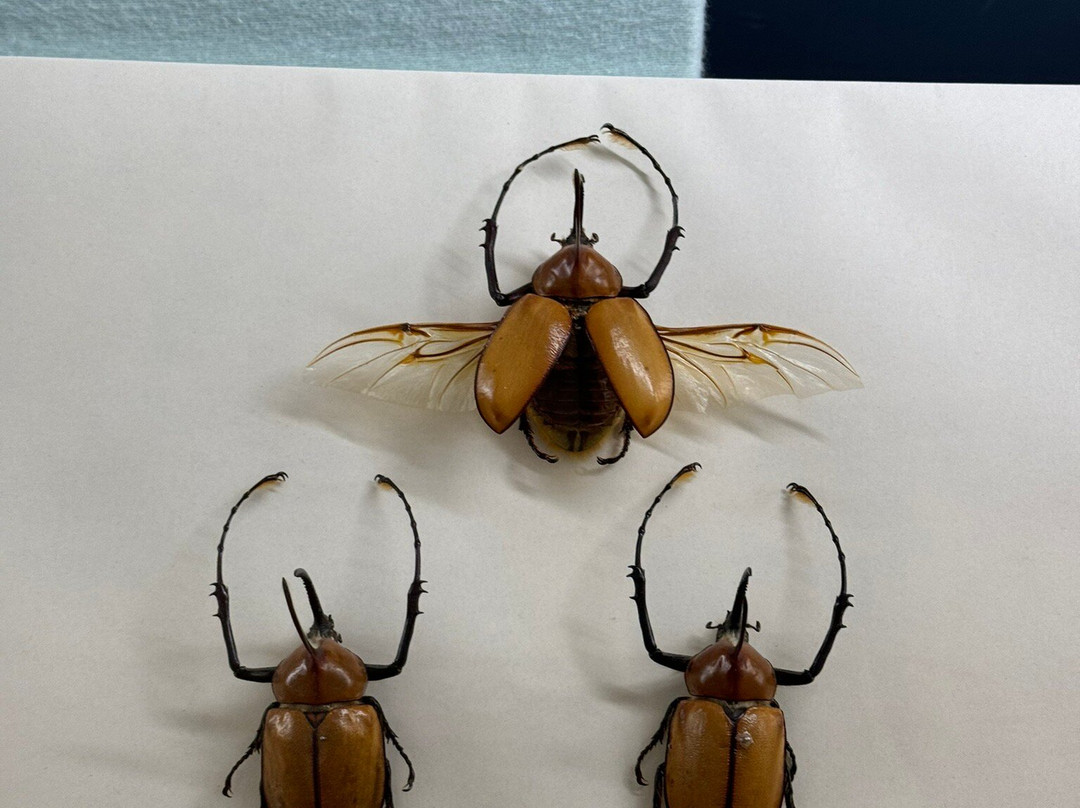 Naturhistorisches Museum Basel-巴塞尔必去景点