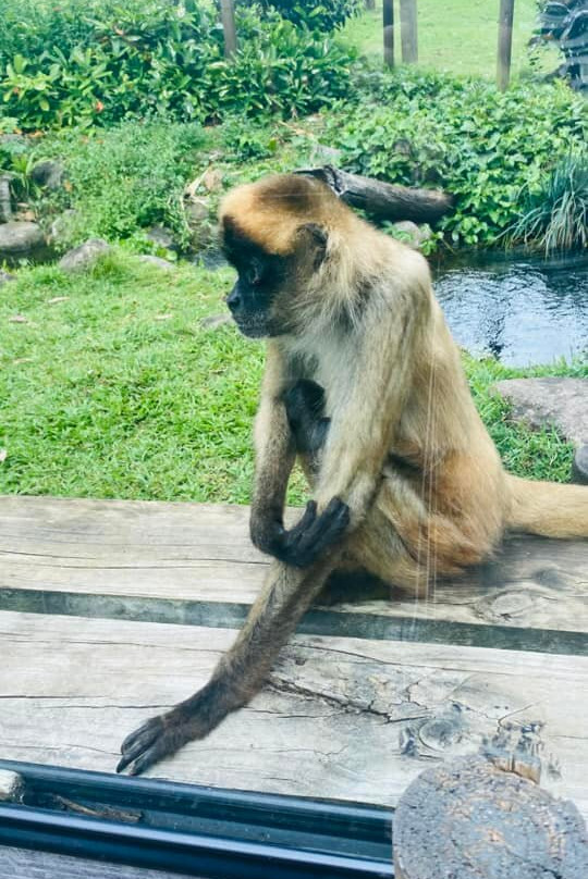 Wildlife HQ Zoo景点图片