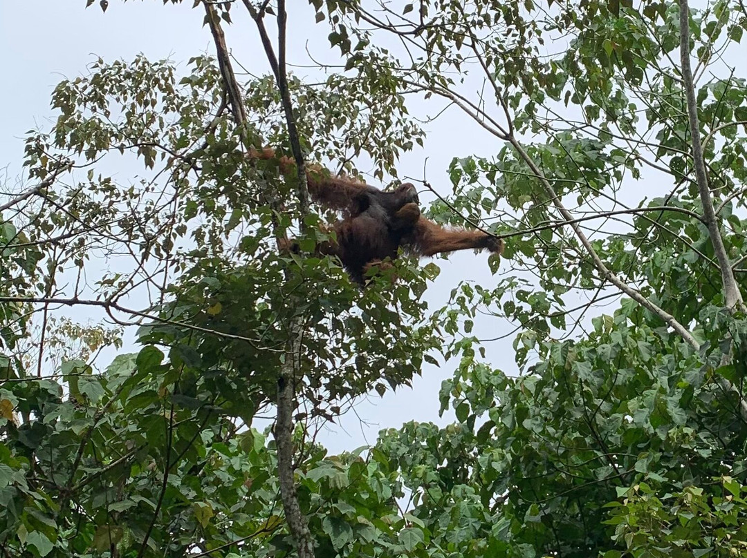 Orangutan Conservation Eco Tours Bukit Lawang-武吉拉旺必去景点