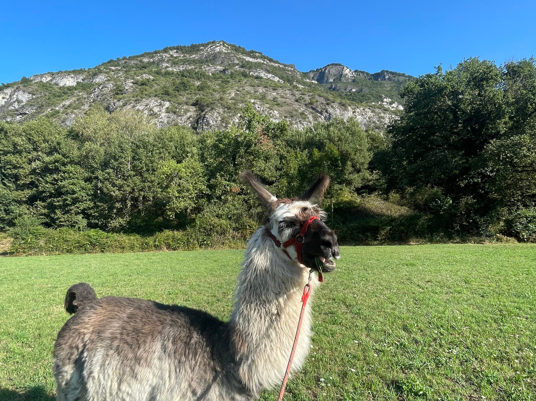 Les Lamas Des 7 Vallees景点图片