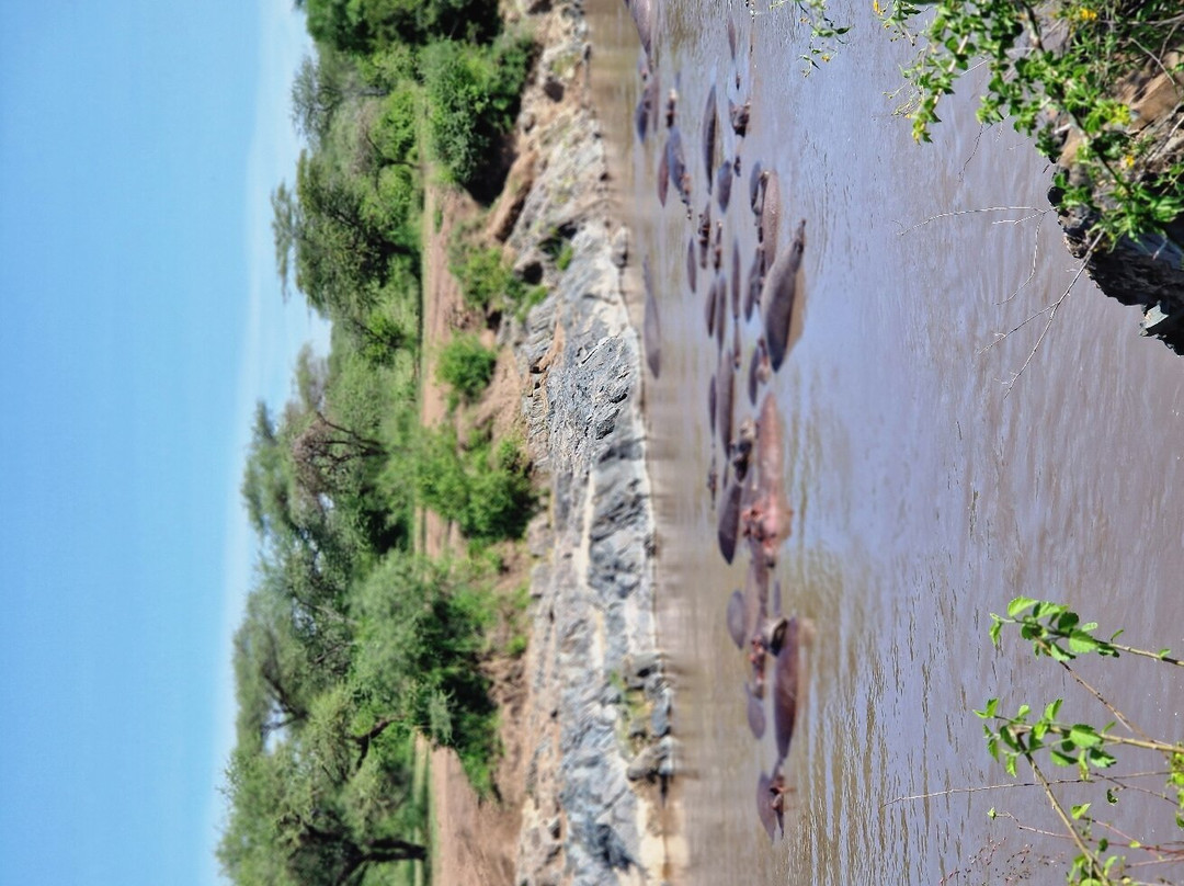 Serengeti Hippo Pool-塞伦盖蒂国家公园必去景点