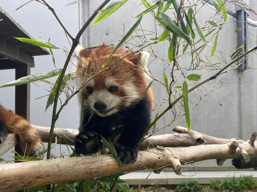 Tokuyama Zoo-周南市必去景点