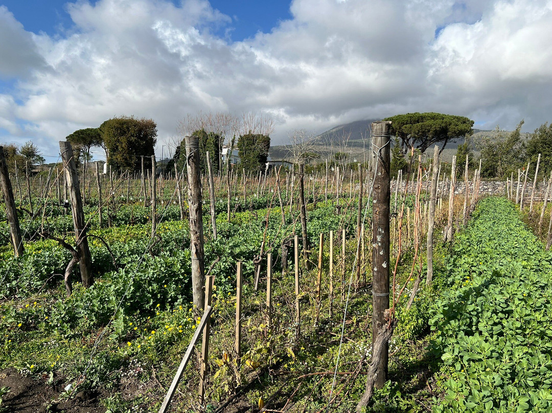 ALCAEXCURSIONS-索伦托必去景点